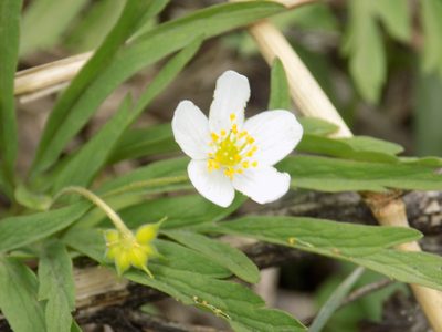 Anemonoides caerulea, photographed by Marina Potapova