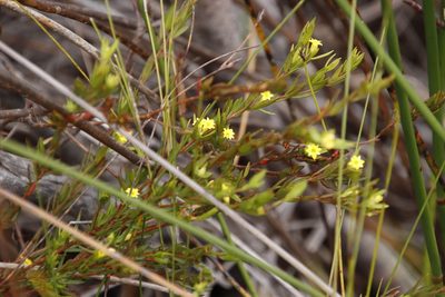 Gnidia juniperifolia, photographed by Tony Rebelo