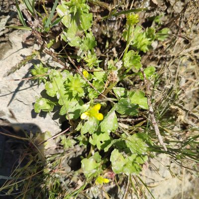 Ranunculus muricatus, photographed by Quentin Groom