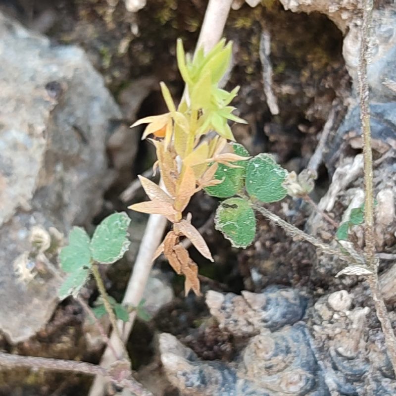 Lysimachia linum-stellatum, photographed by Quentin Groom