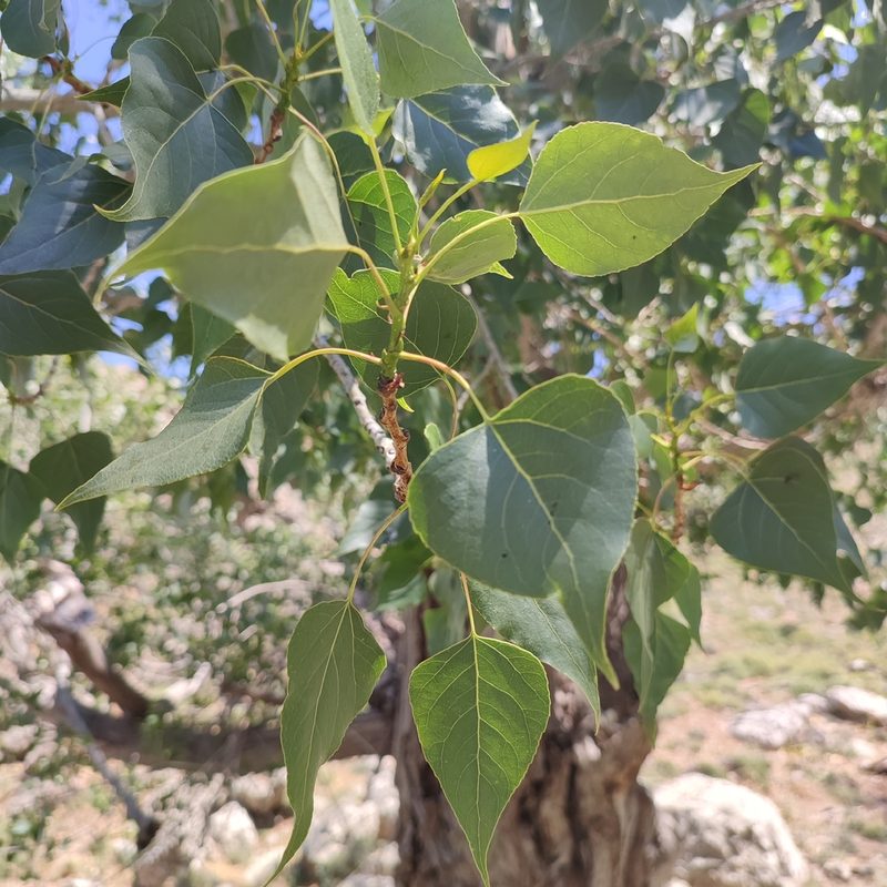 Populus nigra, photographed by Quentin Groom