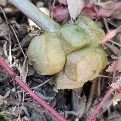 Arisarum vulgare
