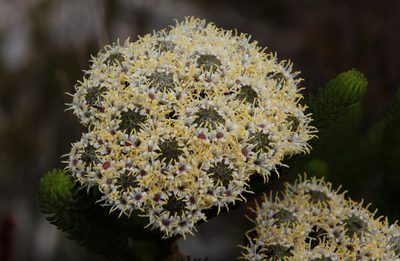 Berzelia albiflora, photographed by Tony Rebelo