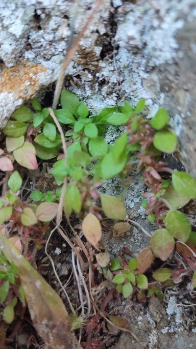 Parietaria cretica, photographed by Quentin Groom