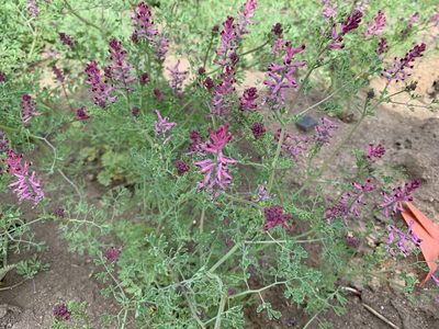 Fumaria officinalis, photographed by Katrin Simon