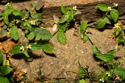 Galinsoga quadriradiata, photographed by Andrew Skotnicki