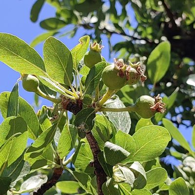 Pyrus spinosa, photographed by Quentin Groom
