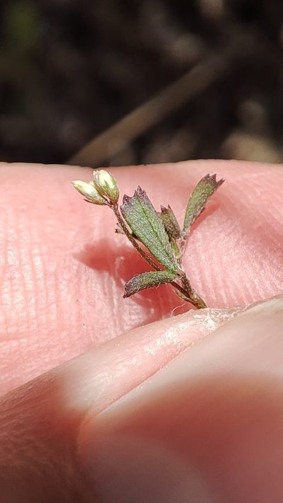 Medicago coronata, photographed by Quentin Groom