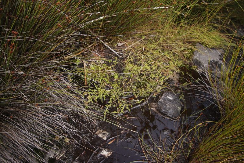 Pseudolycopodiella caroliniana, photographed by Tony Rebelo