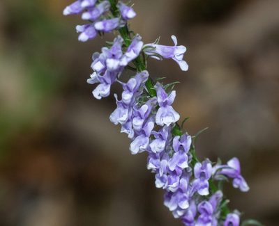 Anarrhinum bellidifolium, photographed by Daniela Costa
