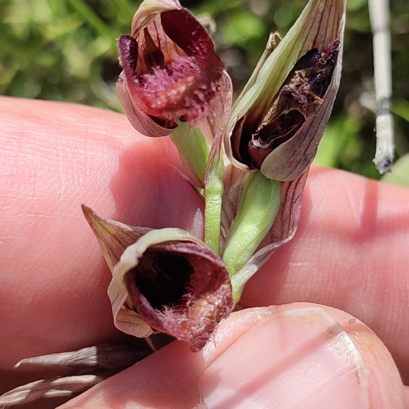Serapias parviflora, photographed by Quentin Groom