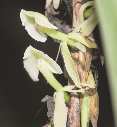 Epidendrum hymenodes, photographed by Morten Ross