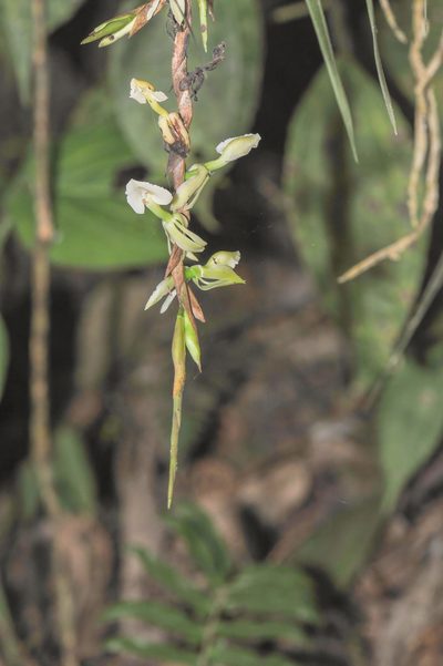 Epidendrum hymenodes, photographed by Morten Ross