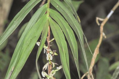 Epidendrum hymenodes, photographed by Morten Ross