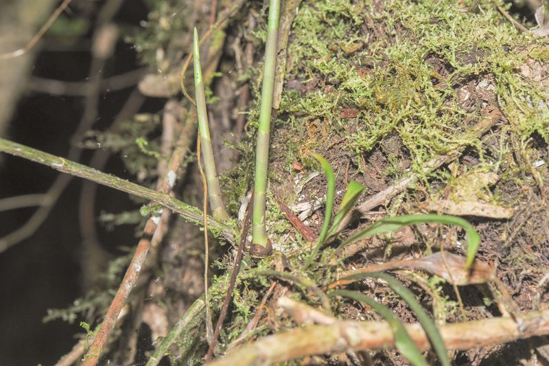 Epidendrum hymenodes, photographed by Morten Ross