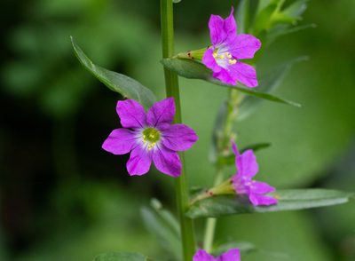 Lythrum junceum, photographed by Daniela Costa