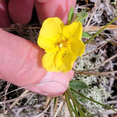 Crocanthemum canadense, photographed by Matt Pelikan