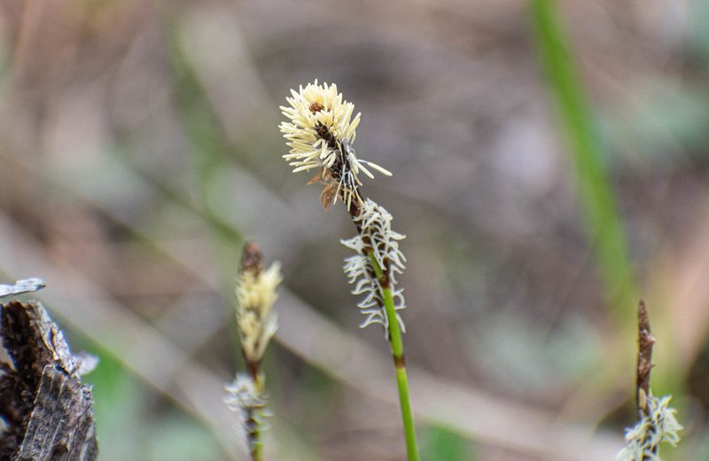 Carex ericetorum, photographed by Михаил Малышев