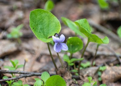 Viola epipsila, photographed by Михаил Малышев