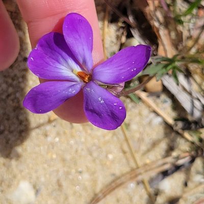 Viola pedata, photographed by Matt Pelikan