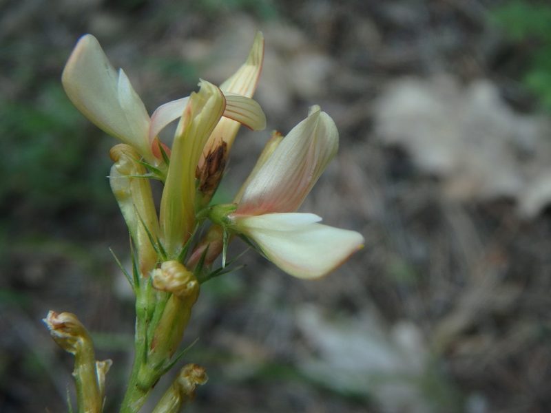 Onobrychis saxatilis, photographed by Daniel Cahen