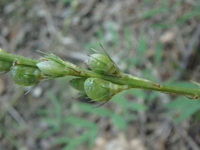 Onobrychis saxatilis, photographed by Daniel Cahen
