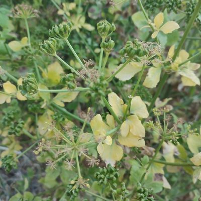 Smyrnium olusatrum, photographed by Quentin Groom