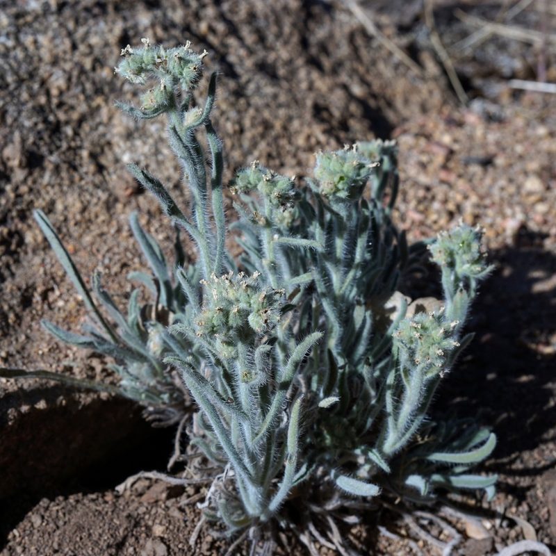 Oreocarya suffruticosa, photographed by Andrew Tree