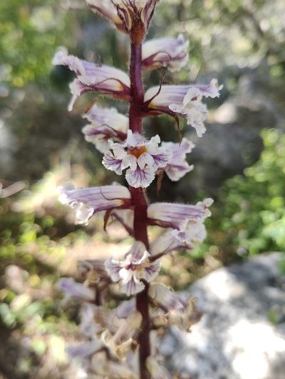 Orobanche crenata, photographed by Riccardo Rocca
