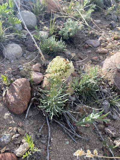 Ipomopsis spicata, photographed by Brand R