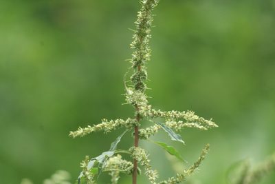 Amaranthus spinosus