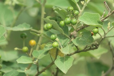 Solanum violaceum, photographed by Haneesh K M