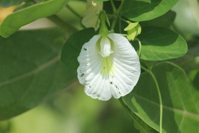Clitoria ternatea, photographed by Haneesh K M