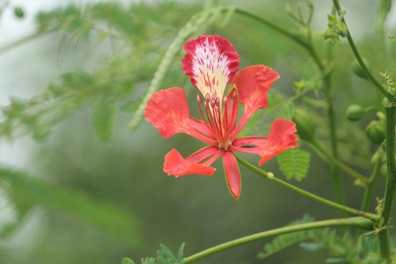 Delonix regia, photographed by Haneesh K M