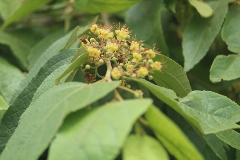 Guazuma ulmifolia, photographed by Haneesh K M