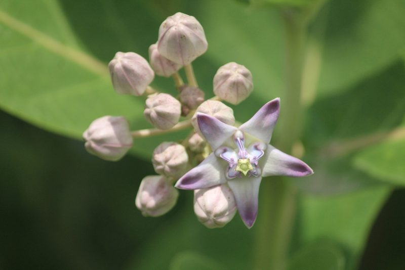 Calotropis gigantea, photographed by Haneesh K M