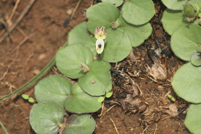 Andrographis serpyllifolia, photographed by Haneesh K M