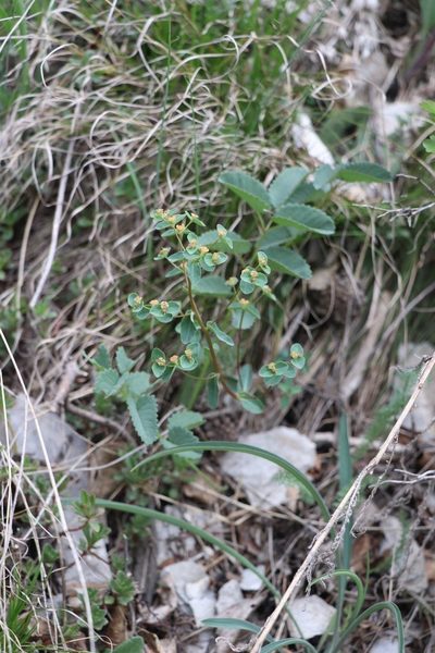 Euphorbia alpina, photographed by Nina Filippova