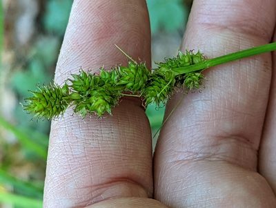 Carex annectens, photographed by Alison Northup