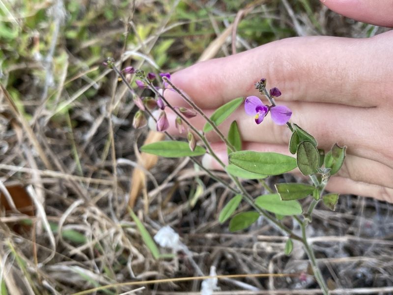 Asemeia grandiflora, photographed by Jade Fortnash