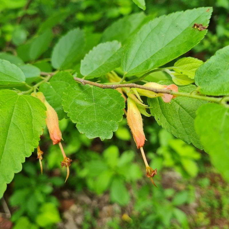 Helicteres guazumifolia, photographed by Anthony Batista