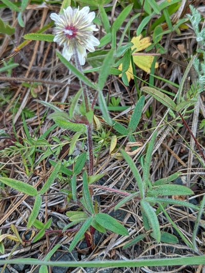 Trifolium eriocephalum, photographed by Logan J.L. Bradley