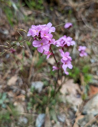 Arabis aculeolata, photographed by Logan J.L. Bradley