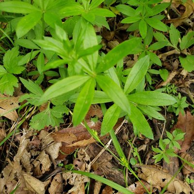Galium triflorum, photographed by Robert Hoard