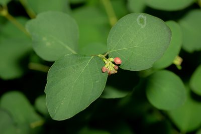 Symphoricarpos albus, photographed by Andrew Skotnicki