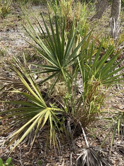 Sabal etonia, photographed by Jade Fortnash