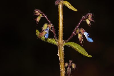 Coleus efoliatus, photographed by i_c_riddell