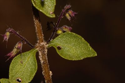 Coleus efoliatus, photographed by i_c_riddell