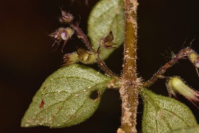 Coleus efoliatus, photographed by i_c_riddell
