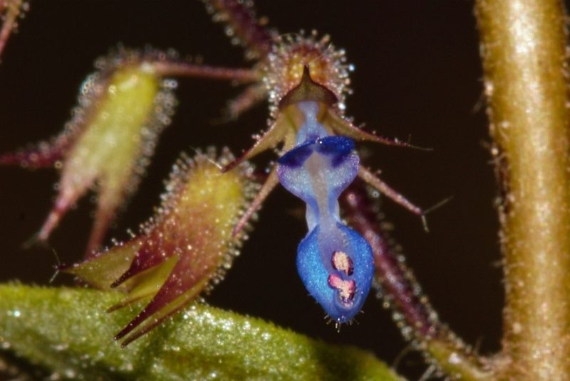 Coleus efoliatus, photographed by i_c_riddell